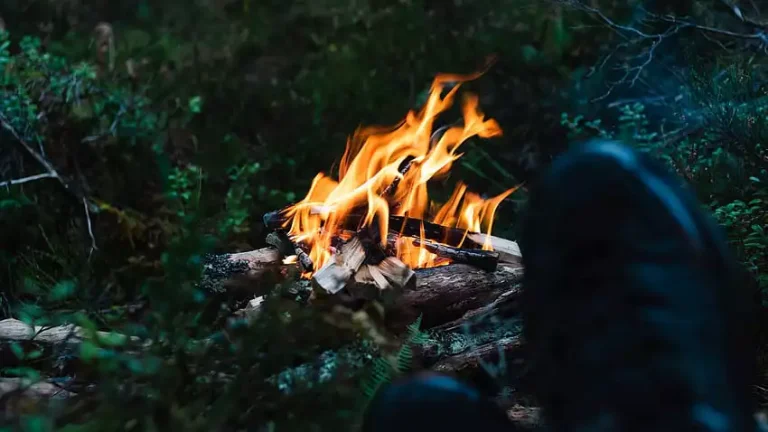 fire in jungle web